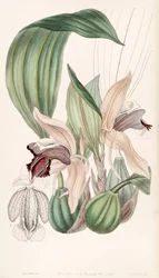 Coelogyne speciosa